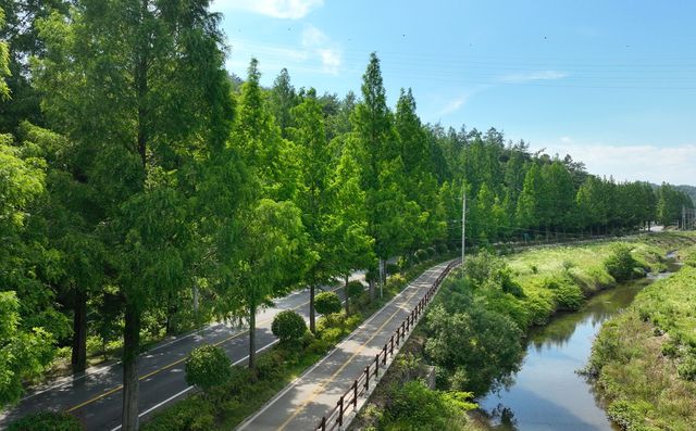 보성 메타세쿼이아 가로수길