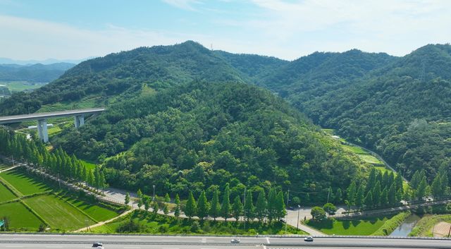 보성 메타세쿼이아 가로수길