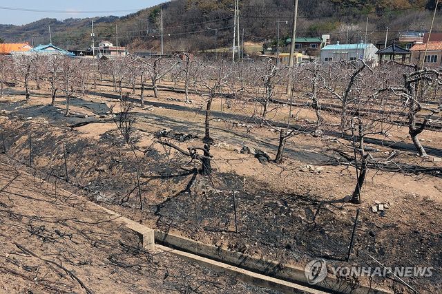 타거나 그을린 사과나무