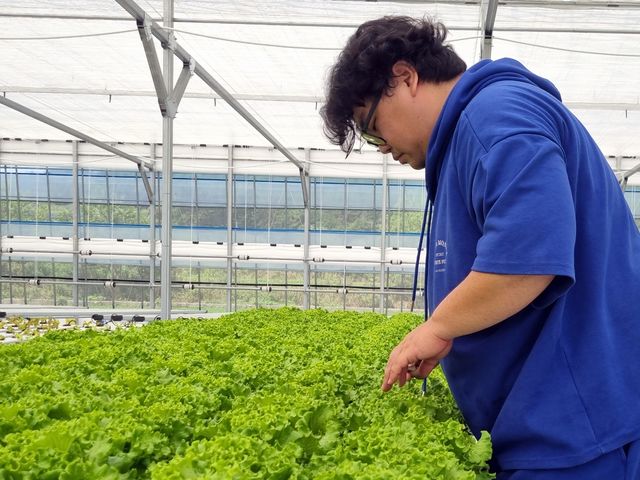 상추 살피는 안진엽 양림해오름농장 대표