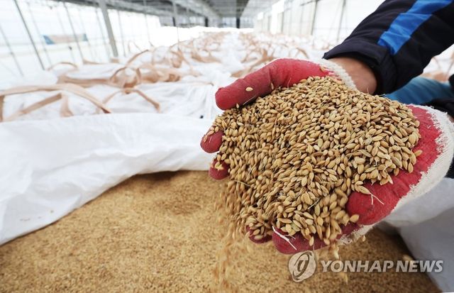 수매한 벼 살펴보는 관계자