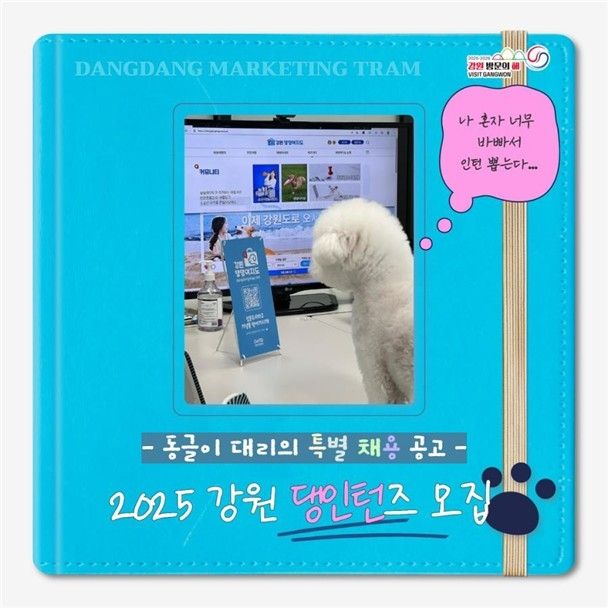 강원 댕컨즈 모집 포스터