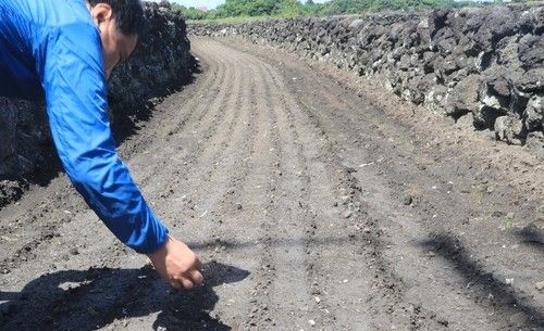 2022년 태풍 힌남노로 인한 해풍 피해로 말라 죽어 가는 당근 새싹