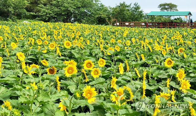 제주는 해바라기의 계절