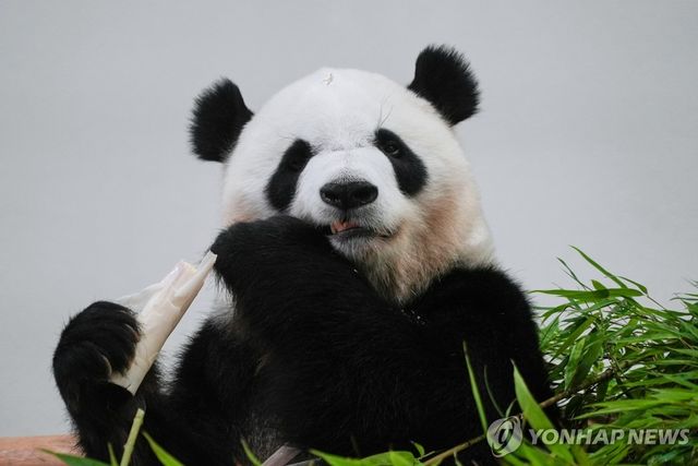 어드벤처 월드에 있던 판다 '사이힌'