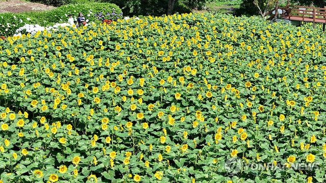 제주는 해바라기의 계절