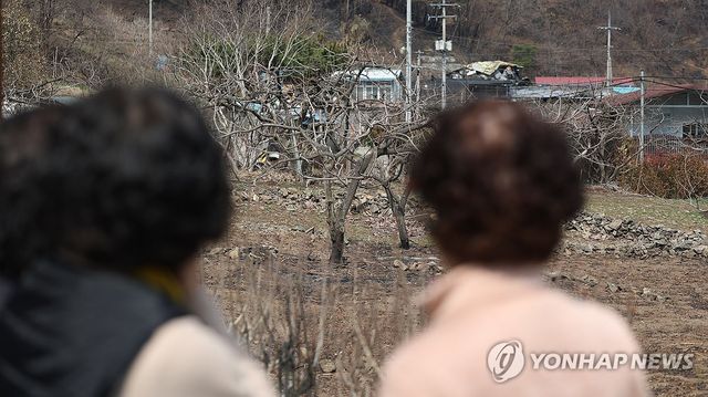 화마가 삼킨 감나무