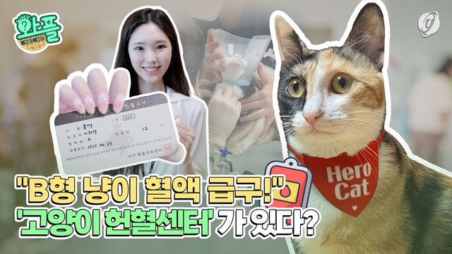 [와플] "B형 냥이 혈액 급구"…고양이 헌혈센터가 있다? - 2