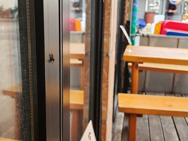 을지로의 한 식당 창문에 붙은 러브버그 한쌍