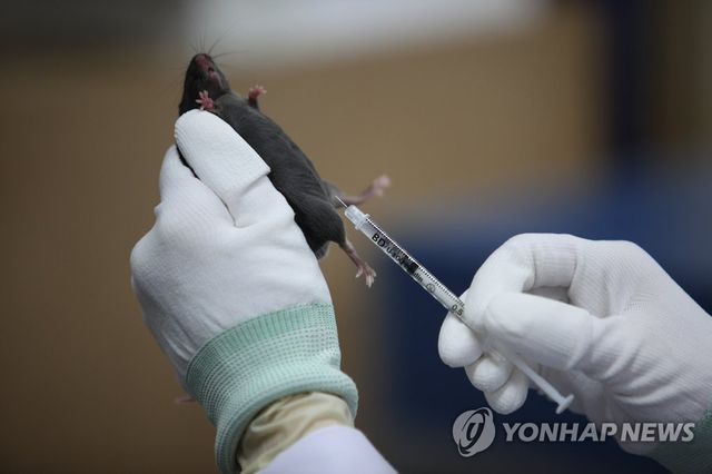 실험동물(쥐)에게 약물 투여하는 모습