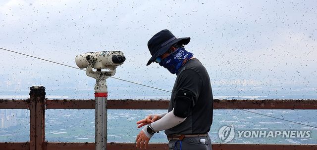 계양산 정상 점령한 러브버그