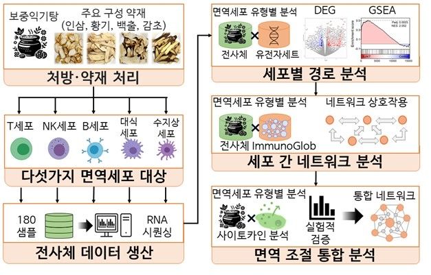 보중익기탕의 면역 경로 촉진 효과 