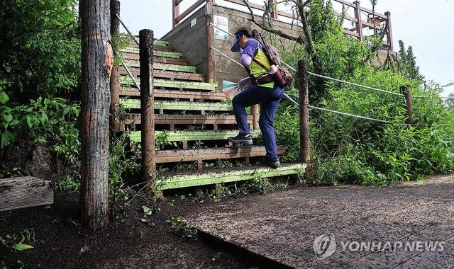 계양산 정상 점령한 러브버그