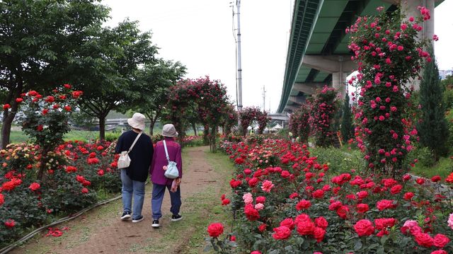 안양천 장미길을 걷는 주민들
