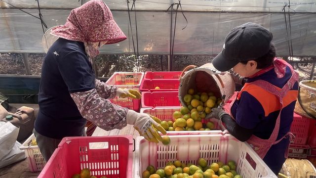 30일 제주산 하우스감귤 출하 모습