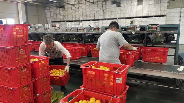 30일 제주산 하우스감귤 출하 모습