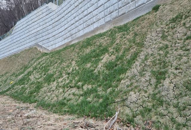 숏크리트 시공 7개월 후 식생 상태 