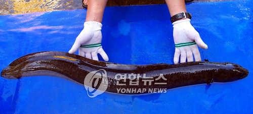 천연기념물 무태장어