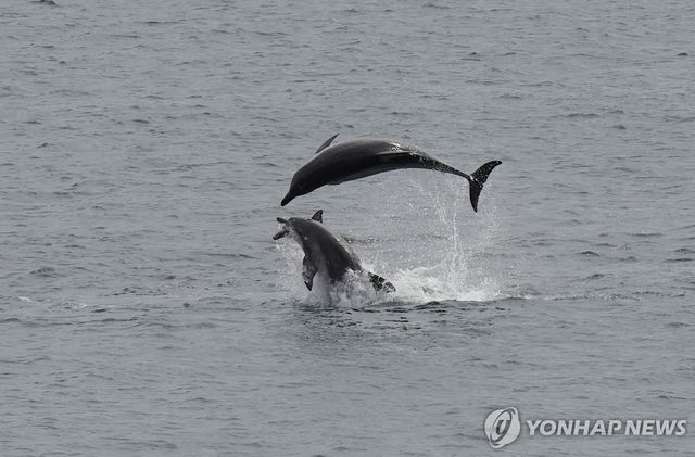 제주 남방큰돌고래 턱이