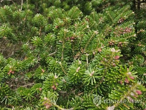 한라산 영실 구상나무