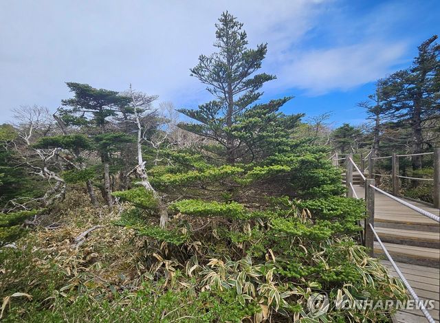 한라산 영실 구상나무