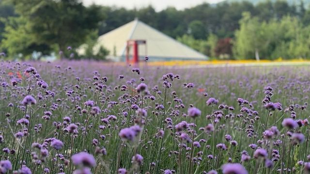 강원 고성 라벤더 