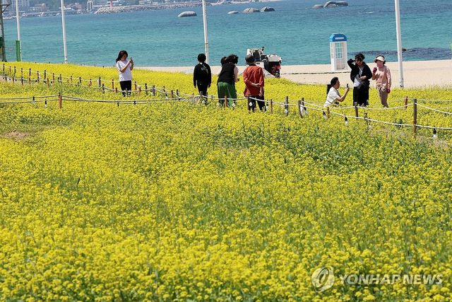 강릉 사근진 유채꽃밭