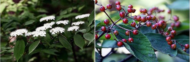 덜꿩나무 꽃과 열매