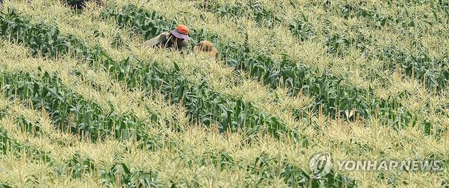 제주 초당옥수수 수확 '한창'