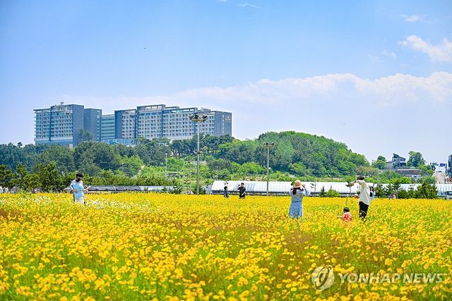 속초해수욕장 일원에 만개한 금계국