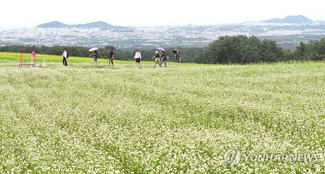 비 내리는 제주, 메밀밭의 낭만