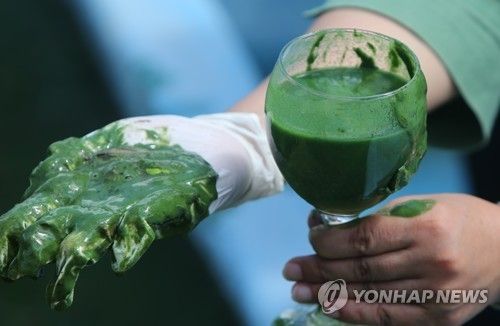 2022년 낙동강 하류지점인 김해 대동면 일대 녹조