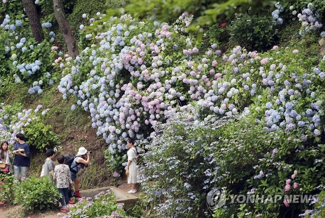태종대 여름꽃 수국 만개