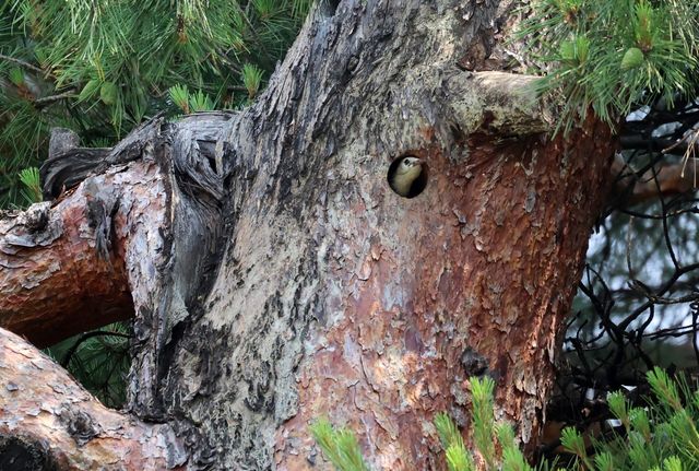 오딱이 새 둥지 빼앗은 붉은부리찌르레기