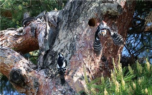 빼앗긴 둥지 인근에 다시 새 둥지 만든 오딱이 