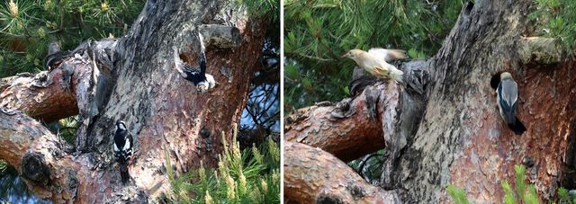 오딱이 둥지를 빼앗은 붉은부리찌르레기