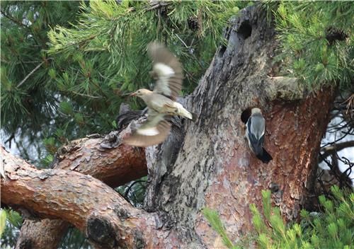 오색딱따구리 새 둥지 빼앗은 붉은부리찌르레기