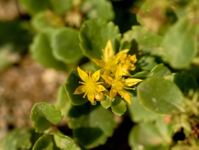 독도 대표 식물 '섬기린초'