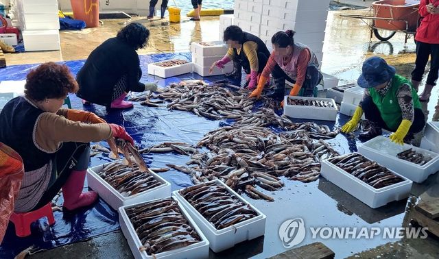 어획량 늘어난 동해안 오징어