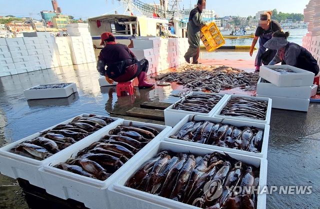 강릉 주문진항 오징어로 활기 되찾아