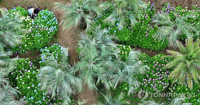 제주는 수국의 계절