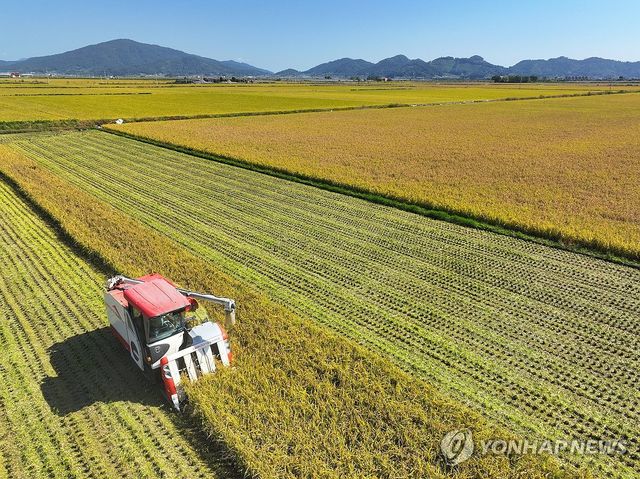 황금빛 들녘에서 가을걷이