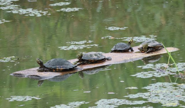 널빤지 타고 일광욕하는 붉은귀거북