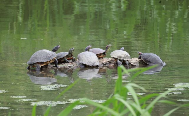 경포천의 붉은귀거북