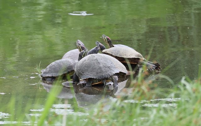 작은 돌에 자리 다툼하듯 올라앉은 붉은귀거북