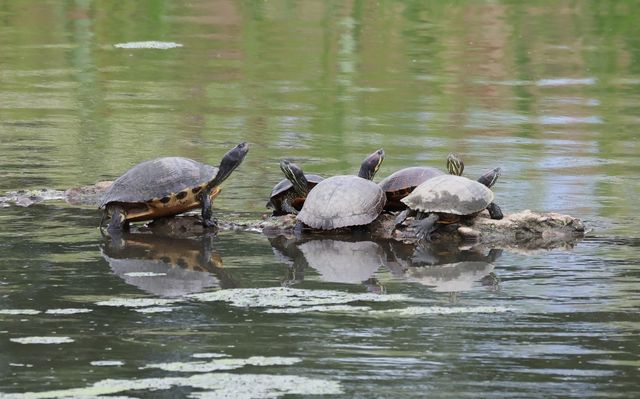 경포천 모래톱의 붉은귀거북