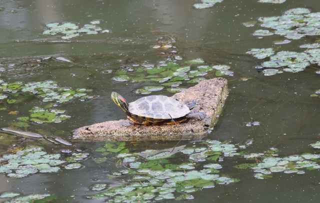 폐스티로폼 타고 일광욕하는 붉은귀거북