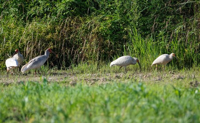 경남 창녕군 우포 따오기