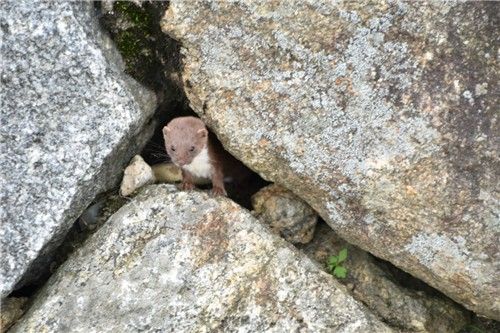 2017년 7월 지리산국립공원에서 촬영된 무산쇠족제비. [연합뉴스 자료사진]