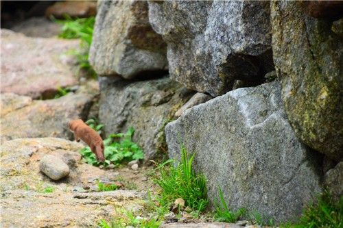 2017년 7월 지리산국립공원에서 촬영된 무산쇠족제비. [연합뉴스 자료사진]